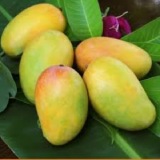 Alphonso Mango Thumnail