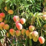 Alphonso Mango Thumnail