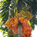 Areca nut Thumnail