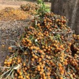Areca nut Thumnail