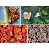 Areca nut Thumnail