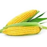 Maize Thumnail