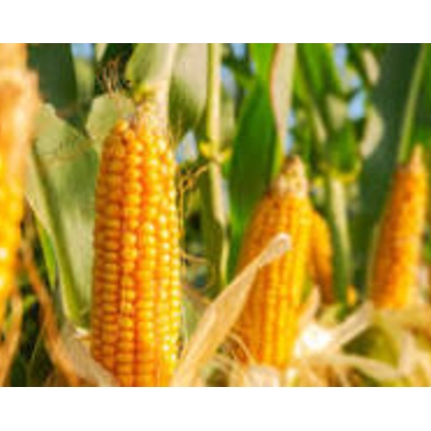 Maize