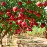 Pomegranate Thumnail