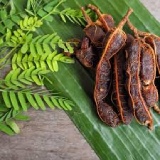 Tamarind Thumnail