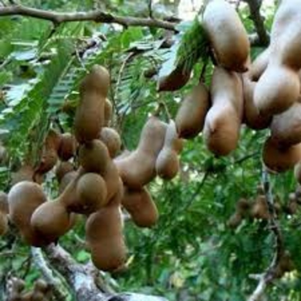 Tamarind